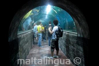 Tanulók az Aquarium alagútjában